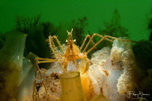 common spider crab (Macropodia rostrata), Zeeland, The Ne... by Filip Staes 